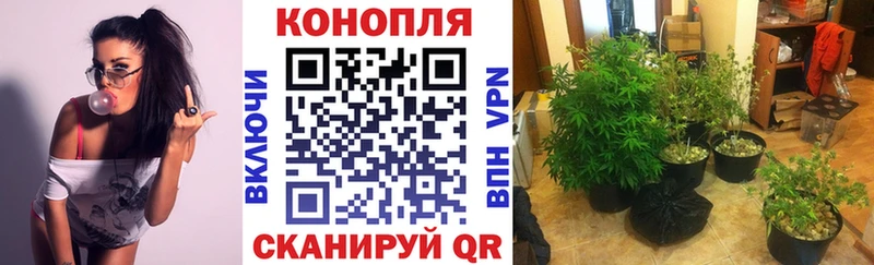 Купить  Пугачёв  Каннабис тримм 